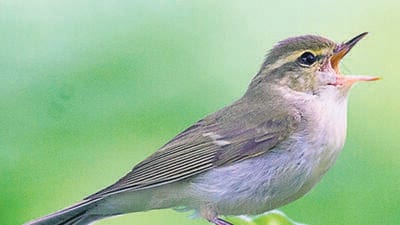Green Warbler was one of the migratory birds spotted at Fergusson College. (HT )