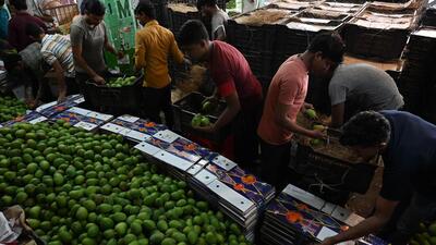 Navi Mumbai, India - April 18, 2025:Beware - Karnataka alphonsos passed off for Konkan alphonsos at APMC Market Vashi Navi Mumbai, India, on Friday, April 18, 2025. (Photo by Bachchan Kumar/ HT PHOTO) (HT PHOTO) Navi Mumbai, India - April 18, 2025:Beware - Karnataka alphonsos passed off for Konkan alphonsos at APMC Market Vashi Navi Mumbai, India, on Friday, April 18, 2025. (Photo by Bachchan Kumar/ HT PHOTO) (HT PHOTO)