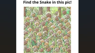 Can you spot the hidden snake in this tricky optical illusion shared on Facebook? (Facebook/Dreame) Can you spot the hidden snake in this tricky optical illusion shared on Facebook? (Facebook/Dreame)