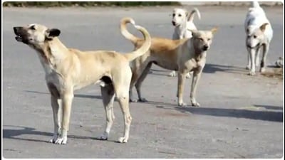 The civic body emphasised that a fresh survey is essential not only to estimate the current population but also to formulate an area-wise sterilization plan to minimize human-dog conflict and dog bite cases. (File Photo) The civic body emphasised that a fresh survey is essential not only to estimate the current population but also to formulate an area-wise sterilization plan to minimize human-dog conflict and dog bite cases. (File Photo)