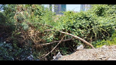 The complaint states that action should be taken as per the provisions of the Maharashtra (Urban Areas) Protection and Preservation of Trees Act 1975, informed civic activist Raju Savle. (HT) The complaint states that action should be taken as per the provisions of the Maharashtra (Urban Areas) Protection and Preservation of Trees Act 1975, informed civic activist Raju Savle. (HT)