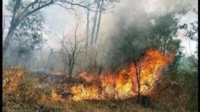 The state forest department attributes this year’s delayed onset to improved weather conditions but remains cautious due to the state’s high forest coverage. (HT File) The state forest department attributes this year’s delayed onset to improved weather conditions but remains cautious due to the state’s high forest coverage. (HT File)