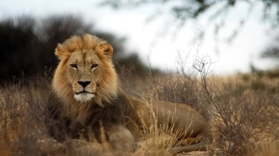 A 14-year-old girl was mauled to death by a lion in Kenya