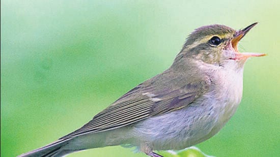Green Warbler was one of the migratory birds spotted at Fergusson College. (HT )
