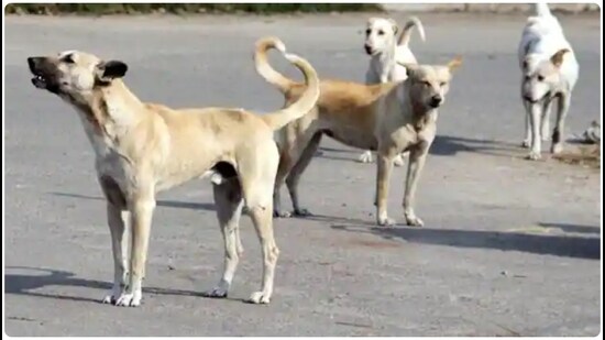 The civic body emphasised that a fresh survey is essential not only to estimate the current population but also to formulate an area-wise sterilization plan to minimize human-dog conflict and dog bite cases. (File Photo)