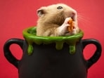 Hamster