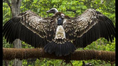 A white-rumped vulture, a critically endangered species of birds, at Jatayu Conservation Breeding Centre, in Pinjore, Haryana. (PTI) A white-rumped vulture, a critically endangered species of birds, at Jatayu Conservation Breeding Centre, in Pinjore, Haryana. (PTI)