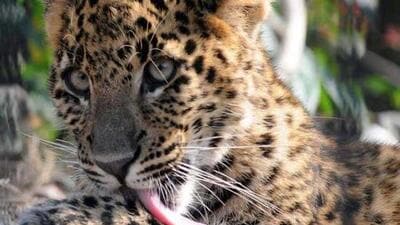 According to forest officials, the bison is believed to have been electrocuted first, while the leopard may have been drawn by the smell of the remains and also got electrocuted upon contact. (Representational image)