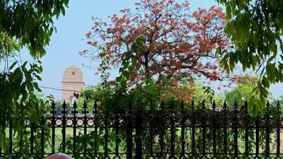 One gulmohar, currently in notable bloom, stands within the India Gate circle. (HT) One gulmohar, currently in notable bloom, stands within the India Gate circle. (HT)