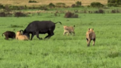 A brave mother buffalo fought off a pride of lions to save her calf. (Instagram/dennis_koshal) A brave mother buffalo fought off a pride of lions to save her calf. (Instagram/dennis_koshal)