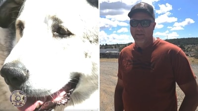 The Internet can't stop praising Buford, the dog who rescued a toddler in Arizona. (Facebook/Yavapai County Sheriff's Office) The Internet can't stop praising Buford, the dog who rescued a toddler in Arizona. (Facebook/Yavapai County Sheriff's Office)