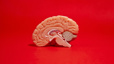 Neurobiologists uncover new rules for learning in brain synapses and neurons. (Freepik) Neurobiologists uncover new rules for learning in brain synapses and neurons. (Freepik)