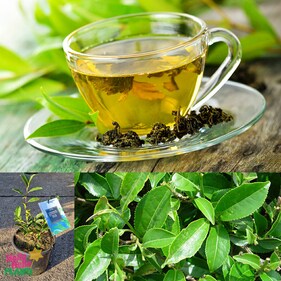 FDA recoganises tea as a healthy beverage.