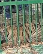 Tigress tranquilised and caged by south Kheri forest officials on Wednesday. (HT Photo) Tigress tranquilised and caged by south Kheri forest officials on Wednesday. (HT Photo)