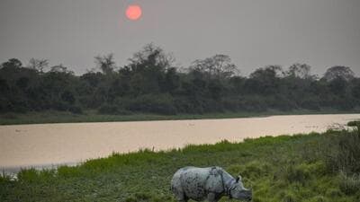 A one horned rhinoceros grazes inside the Kaziranga national park in Assam (AP FILE)