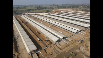 The sanctuary, at present, shelters around 2,300 cattle gathered from villages of Muzaffarnagar, said officials (Sourced) The sanctuary, at present, shelters around 2,300 cattle gathered from villages of Muzaffarnagar, said officials (Sourced)