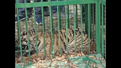 Tigress tranquilised and caged by south Kheri forest officials on Wednesday. (HT Photo) Tigress tranquilised and caged by south Kheri forest officials on Wednesday. (HT Photo)