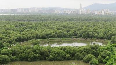 HC questions BMC nod for construction on Goregaon wetland HC questions BMC nod for construction on Goregaon wetland