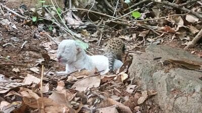 White leopard cub born in Ratnagiri