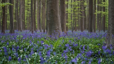 Bluebells, also known as wild hyacinth, bloom among the trees in the Hallerbos forest, south of Brussels, Belgium. (AP Photo/Virginia Mayo) Bluebells, also known as wild hyacinth, bloom among the trees in the Hallerbos forest, south of Brussels, Belgium. (AP Photo/Virginia Mayo)