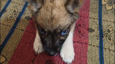 Cherry, the three-month-old black Golden Breed Husky. (HT Photo) Cherry, the three-month-old black Golden Breed Husky. (HT Photo)