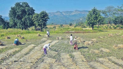 Pune, India - November 09, 2020: Workers collecting dry rice sheaves to thresh them and remove grain at Kuran Khurd of Velhe Taluka in Pune, India, on Monday, November 09, 2020. (HT PHOTO) (Hindustan Times) Pune, India - November 09, 2020: Workers collecting dry rice sheaves to thresh them and remove grain at Kuran Khurd of Velhe Taluka in Pune, India, on Monday, November 09, 2020. (HT PHOTO) (Hindustan Times)