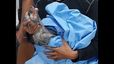 The civet captured on the SGPGIMS campus on Thursday (HT Photo)