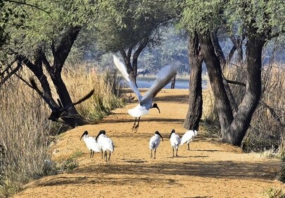 Join this bird-watching activity in Gurugram. (Photo: Sanjeev Verma/HT)