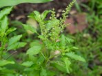 Want healthy heart and lower stress? Doctor says: have tulsi. (Freepik) Want healthy heart and lower stress? Doctor says: have tulsi. (Freepik)