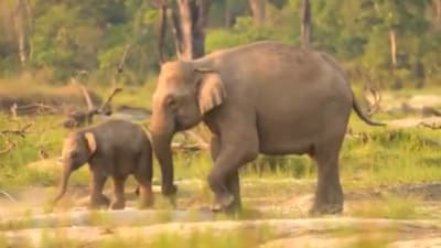 A viral video showed a baby elephant learning to eat grass cleanly from its mother. (X/@ParveenKaswan) A viral video showed a baby elephant learning to eat grass cleanly from its mother. (X/@ParveenKaswan)