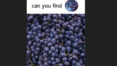 Can you spot the hidden cat among dark purple grapes in this mind-bending optical illusion? (Facebook/Minion Quotes) Can you spot the hidden cat among dark purple grapes in this mind-bending optical illusion? (Facebook/Minion Quotes)