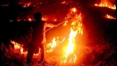 Till April 24, MP recorded 24,953 instances of stubble burning, which is three times of cases registered in 2024 and 42% of cases registered in 2023, as per the government data. (ANI/Representative) Till April 24, MP recorded 24,953 instances of stubble burning, which is three times of cases registered in 2024 and 42% of cases registered in 2023, as per the government data. (ANI/Representative)