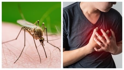 Malaria affects heart health. (Shutterstock) Malaria affects heart health. (Shutterstock)