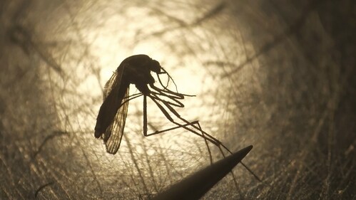 Know tips to prevent malaria. (AP Photo) Know tips to prevent malaria. (AP Photo)