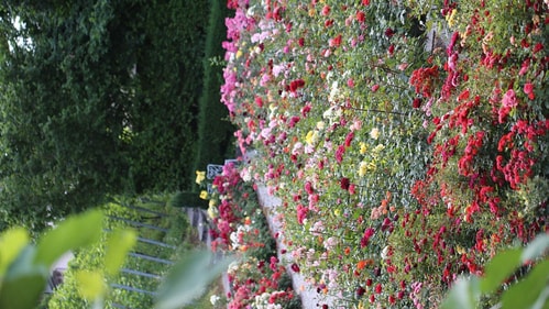 Spring awakens Zurich with blooming gardens. Spring awakens Zurich with blooming gardens.