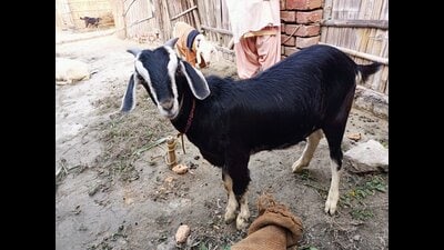 In Bihar, women script a tale of empowerment with goat rearing