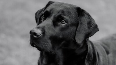 The residents alleged that a dog, known as Scooby, was also allegedly thrown from an upper floor in a similar way before (Representative) The residents alleged that a dog, known as Scooby, was also allegedly thrown from an upper floor in a similar way before (Representative)