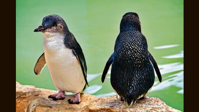 On Australia’s Phillip Island, fertility rates are down, and separation rates within the world’s largest colony of penguins are shooting up. (Getty Images) On Australia’s Phillip Island, fertility rates are down, and separation rates within the world’s largest colony of penguins are shooting up. (Getty Images)