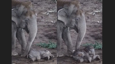 A viral video of a baby elephant struggling to wake up melted hearts. (X/@susantananda3) A viral video of a baby elephant struggling to wake up melted hearts. (X/@susantananda3)