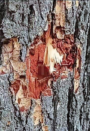 Bullets on a tree, Kishtwar, April 2025. Bullets on a tree, Kishtwar, April 2025.