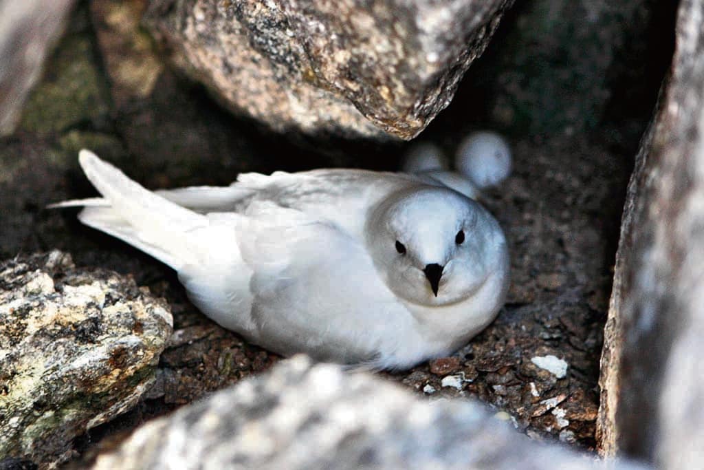 A snow petrel in its rocky nest. (Getty Images) A snow petrel in its rocky nest. (Getty Images)