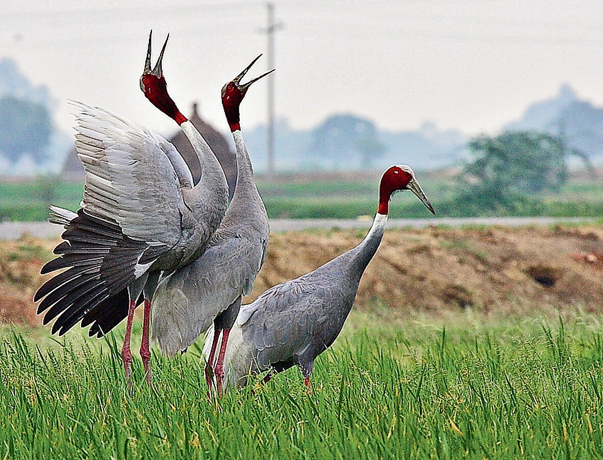 Among India’s sarus cranes, life has become so hard that the formerly monogamous birds have begun to form trios so they can more effectively raise their chicks. (KS Gopi Sundar) Among India’s sarus cranes, life has become so hard that the formerly monogamous birds have begun to form trios so they can more effectively raise their chicks. (KS Gopi Sundar)