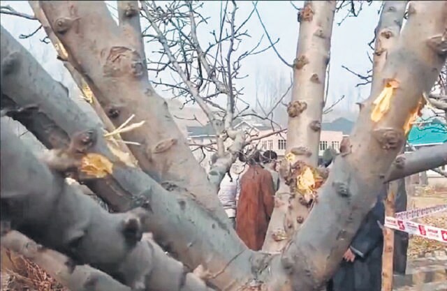 Apple tree marked with bullets after Kulgam encounter, December 2024. Apple tree marked with bullets after Kulgam encounter, December 2024.