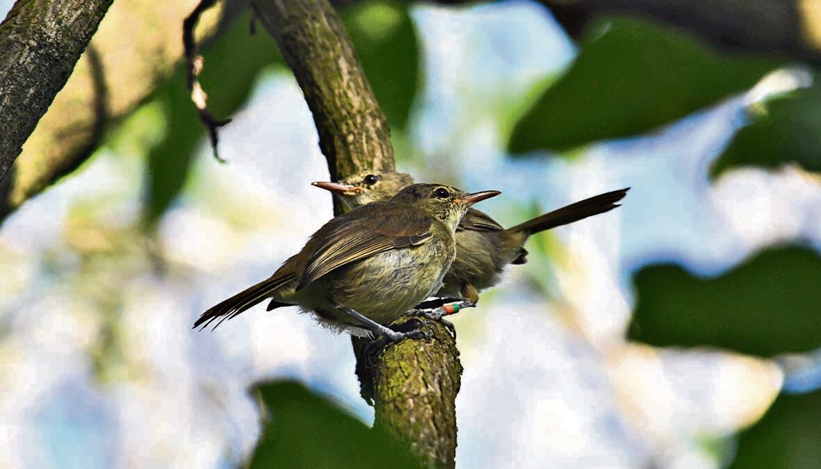 Extremes of weather in the Seychelles are tearing warbler pairs apart. (Courtesy Macquarie University) Extremes of weather in the Seychelles are tearing warbler pairs apart. (Courtesy Macquarie University)