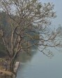 Considering the seriousness of the situation, the NGT on April 17 issued an order directing the Maharashtra Forest Department and the Directorate of Tourism to submit their reply affidavits within four weeks. (HT) Considering the seriousness of the situation, the NGT on April 17 issued an order directing the Maharashtra Forest Department and the Directorate of Tourism to submit their reply affidavits within four weeks. (HT)