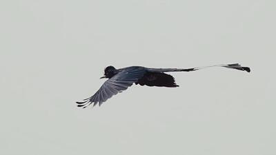 A greater racket-tailed drongo spotted in the open agricultural fields in Jhanjhrola while being chased by crows and black drongos. (Credit: Akshat Dua) A greater racket-tailed drongo spotted in the open agricultural fields in Jhanjhrola while being chased by crows and black drongos. (Credit: Akshat Dua)