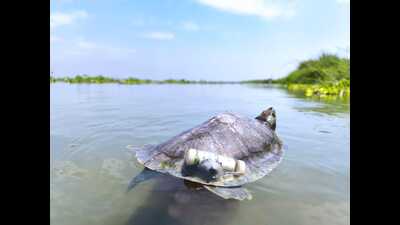 All relocated turtles have sonic transmitters attached to their bodies to help researchers study the reintroduction strategy (Sourced) All relocated turtles have sonic transmitters attached to their bodies to help researchers study the reintroduction strategy (Sourced)