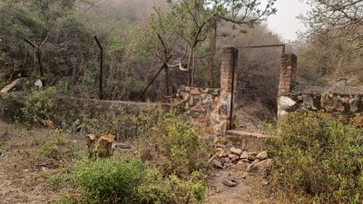 Rampant poaching, illegal tree felling are destroying habitats in forests of Gurugram. (HT PHOTO) Rampant poaching, illegal tree felling are destroying habitats in forests of Gurugram. (HT PHOTO)