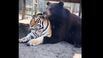 An old video of a bear cuddling with a tiger resurfaced, captivating viewers with their unlikely, heartwarming friendship. (X/@AMAZlNGNATURE) An old video of a bear cuddling with a tiger resurfaced, captivating viewers with their unlikely, heartwarming friendship. (X/@AMAZlNGNATURE)