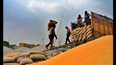 Workers unload wheat sacks from a truck at the Ludhiana grain market on Monday. (Gurpreet Singh/ HT)